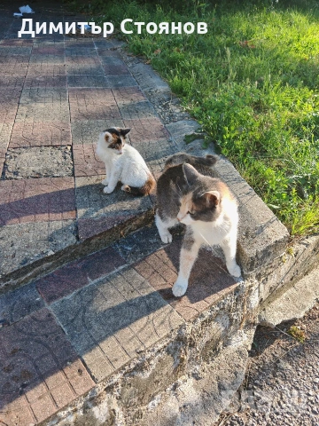 Подараваме малко коте, снимка 3 - Други - 55162509