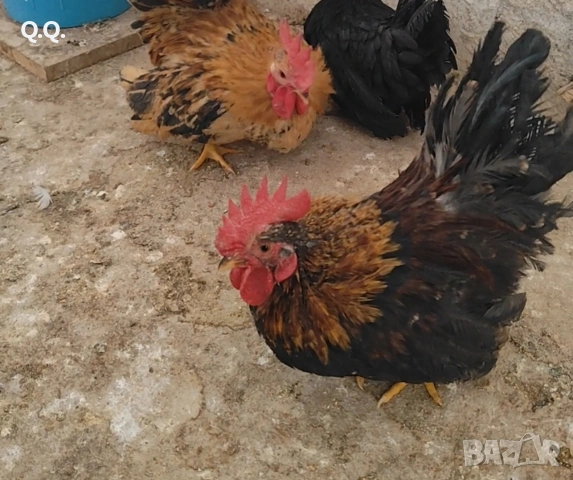 Шабо, снимка 5 - други­ - 54004043