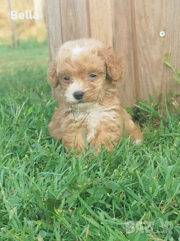 Малтипу/Maltipoo