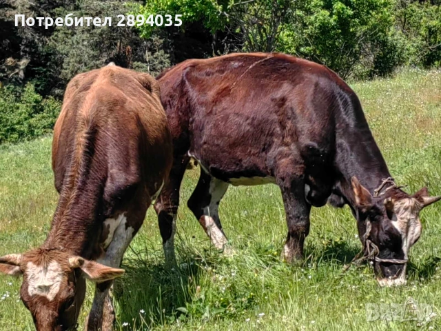 заплодени юнички , снимка 10 - Крави - 54847173