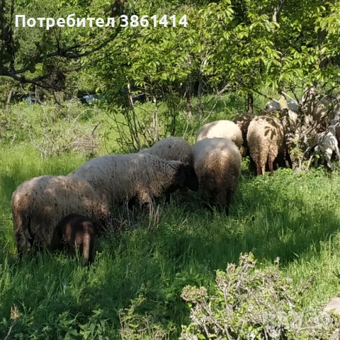 Продавам козлета, кози и овце, снимка 7 - Кози - 50625384