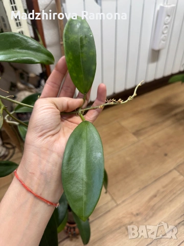 Hoya Хоя Coxahn 001 