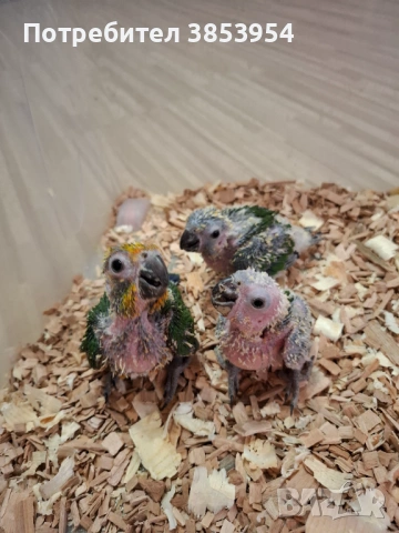 Аратинга - Яндая - бебета 