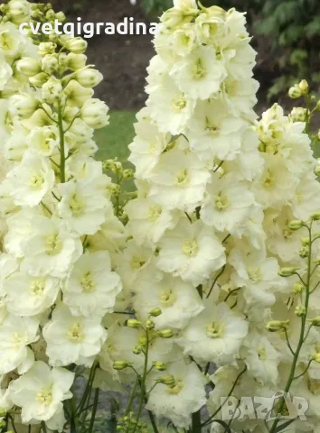 Delphinium ‘Sentinel Garden Creme’ (Делфиниум ‘Сентинел Гардън Крем’), снимка 3 - Градински цветя и растения - 55405514