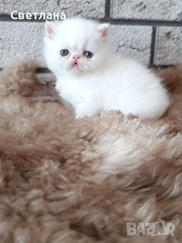Екзотично късокосместо мъжко коте , снимка 4 - Персийска - 54348394