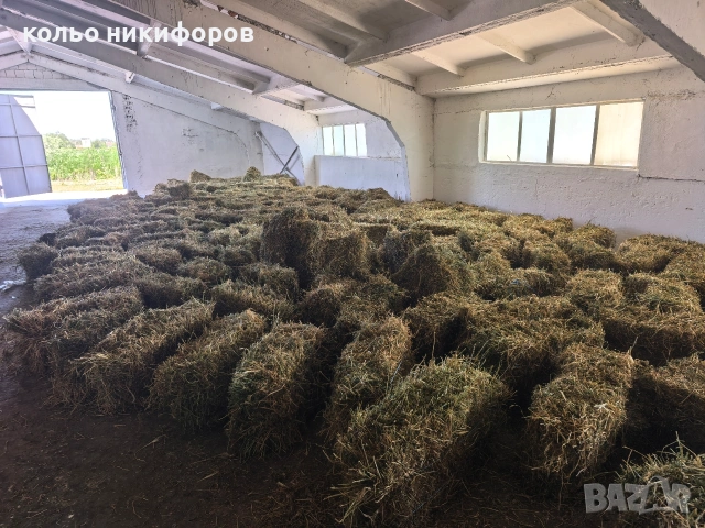 Бали люцерна , снимка 4 - Овце - 54571905