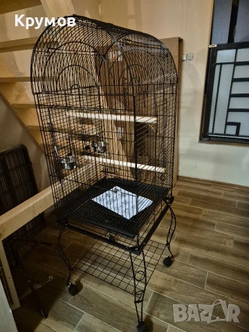 Папагали Жако (African Grey Parrot) , снимка 11 - Папагали - 51531679