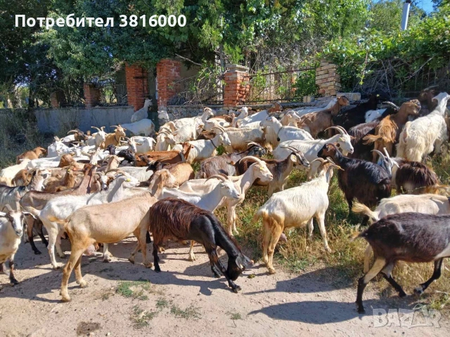 Продавам 70 бр. Дойни кози