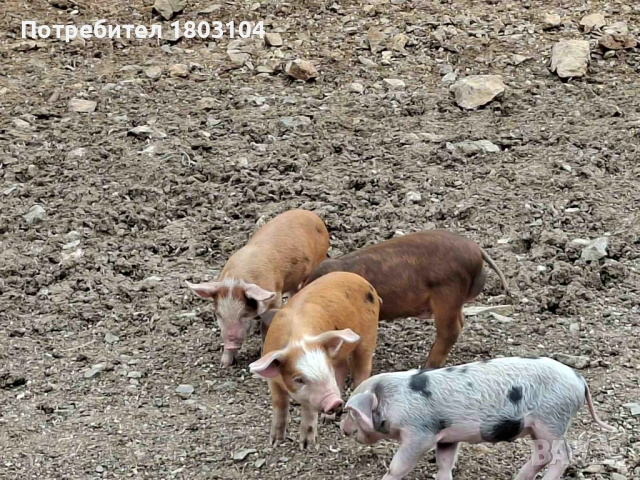 Продавам малки прасенца