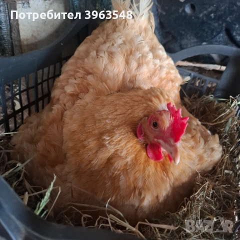 Квачка за насаждене 