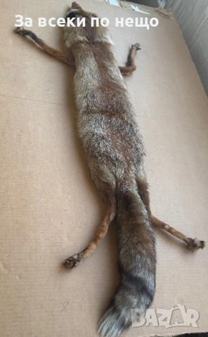 Препарирана лисица, снимка 4 - Други - 54350684