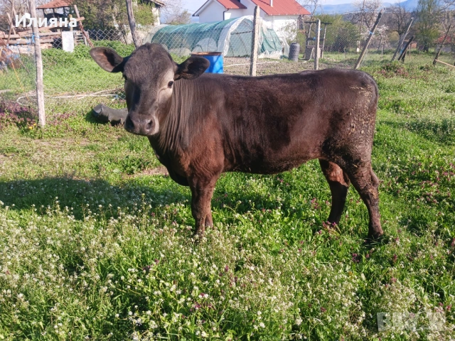 Женско теле на 11 месеца