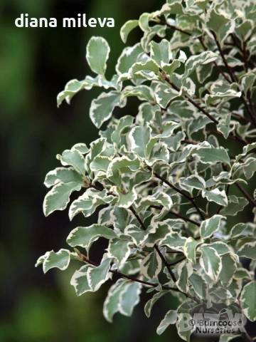 Питоспорум, Pittosporum Tenuifolium Variegatum, снимка 2 - Градински цветя и растения - 54372175