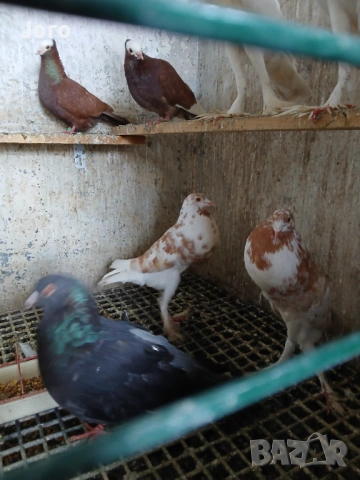 Гушести гълъби, снимка 3 - Гълъби - 53936777