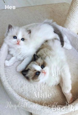 Ragdoll рагдол/регдол  котe / котета, снимка 5 - Други - 51000590