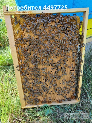 Пчелни отводки и пчелни рамки със запечатано пило и пчели, снимка 3 - За пчели - 54057109