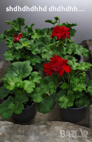 КАЛИОПЕ КАСКАДНО МУШКАТО 