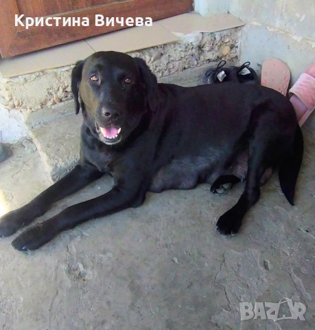 Малки кученца- Лабрадор, снимка 8 - Лабрадор ретривър - 54363433