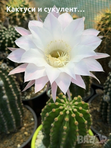 Кактус Echinopsis Hybrid нежно бял цвят с розови нюанси 