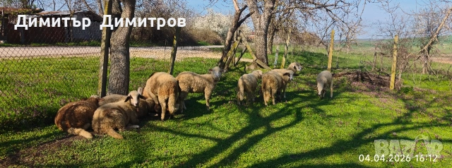 агнета , снимка 3 - Овце - 54095749