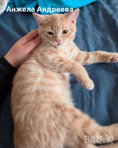 Британско мъжко коте търси своя любящ дом❤️  , снимка 2 - Британска късокосместа - 54401397