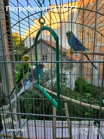 Вълнисти папагали