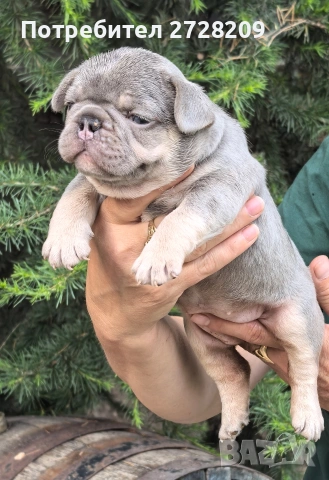 Френски булдог/French Bulldog 