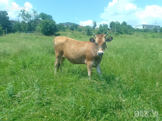 Продавам юница Джерсей на година и три месеца , снимка 4 - Крави - 55108269