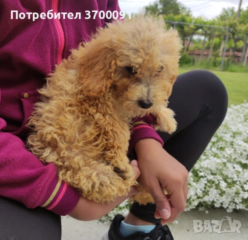 пудел / мини пудел