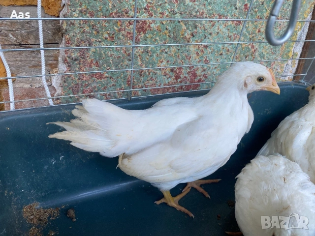 Ярки легхорн 