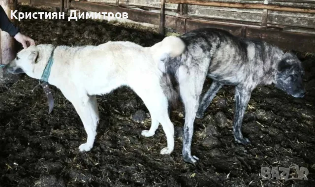 Продавам тигрови кангали , снимка 3 - Кангал - 55380198