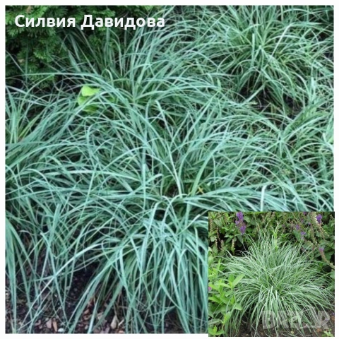 Син карекс 