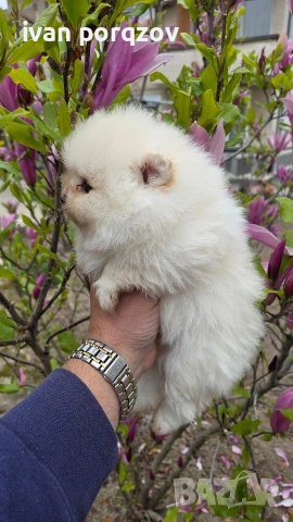 Готови за нов дом померанчета, снимка 3 - Померан - 54211908