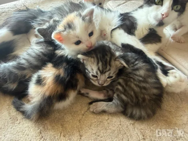 Домашни Котенца с Хигиенни Навици и Доставка до Вашия Град, снимка 16 - Ангорски - 49781355