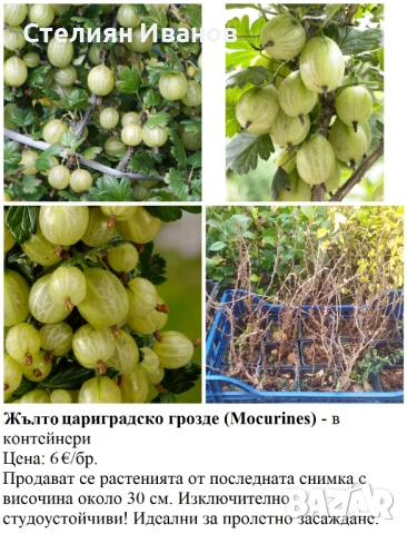 ПЛОДНИ ХРАСТИ В КОНТЕЙНЕРИ, снимка 16 - Градински цветя и растения - 53447504