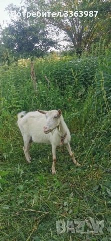 Кози, млечни кози, снимка 10 - Кози - 54934164