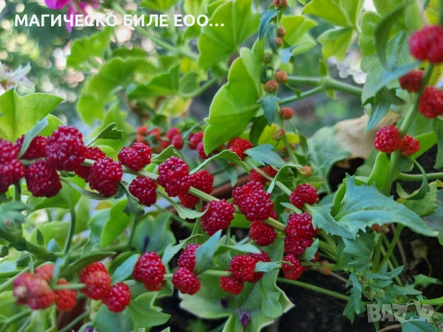 Гърличе (Chenopodium foliosum/Chenopodium virgatum) алкохолен извлек (с клетъчен комплекс, който под