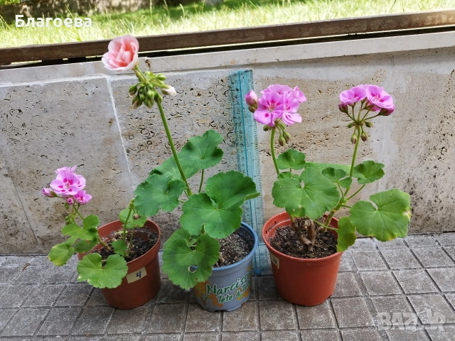 Мушкато различни цветове от 1 € до 2.50 €/бр, снимка 16 - Стайни растения - 54865354