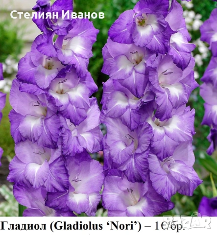 Гладиол (Gladiolus ‘Nori’) - грудки