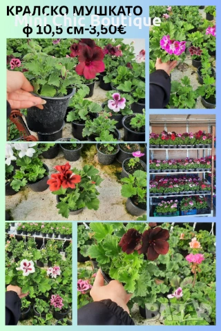 КРАЛСКО МУШКАТО – богато цъфтящо и ефектно 