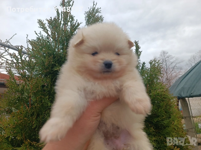 Померан / Померани , снимка 13 - Померан - 54029381