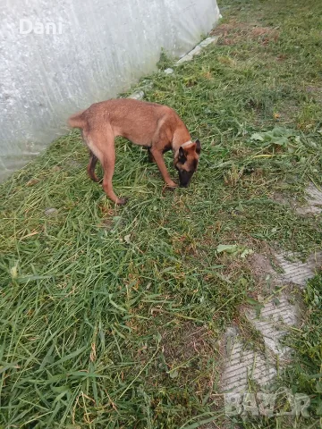 Malinova Belgiska Ovcarka, снимка 3 - Белгийска овчарка - 55553745