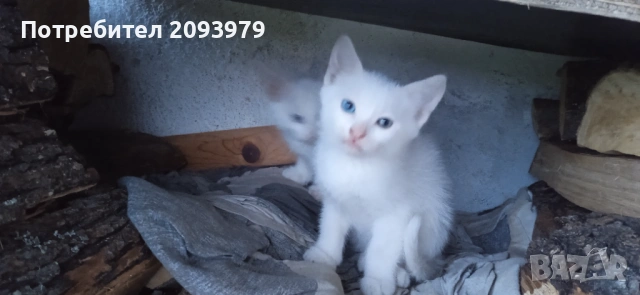 Бели котета с разноцветни очи, снимка 2 - Други - 54895027