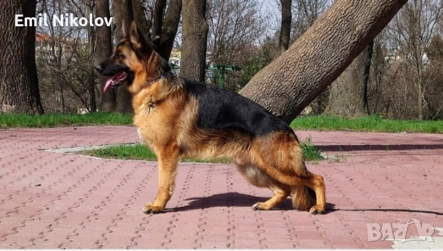 Немска овчарка с родословие