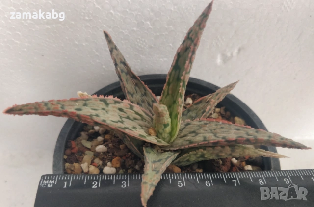Алое (Aloe Pink Blush), сукулентно растение