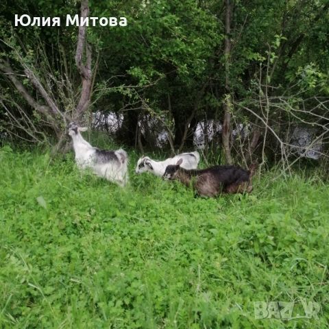 Продават се яренца, снимка 4 - Кози - 54589856