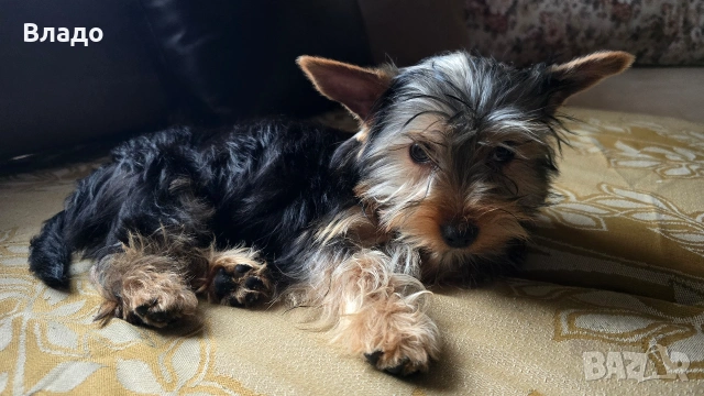 Йоркширски териер, момченце със всички аксесоари , снимка 3 - Йоркширски териер - 54082629