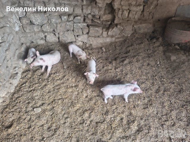 Свиня майка с 4 малки , снимка 5 - Прасета - 54889450