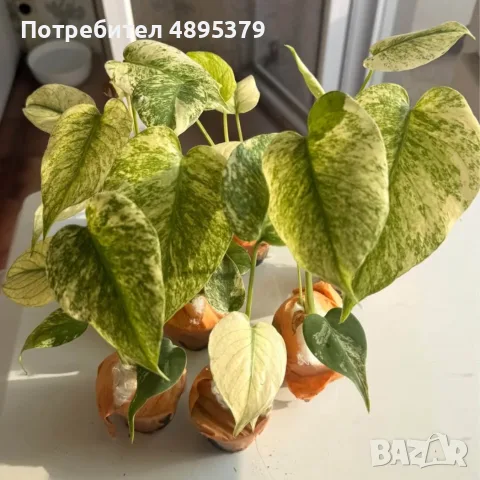 Добре вкоренена "Monstera Mint", снимка 3 - Стайни растения - 55395564