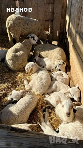 🐑 Продавам агнета за Гергьовден
